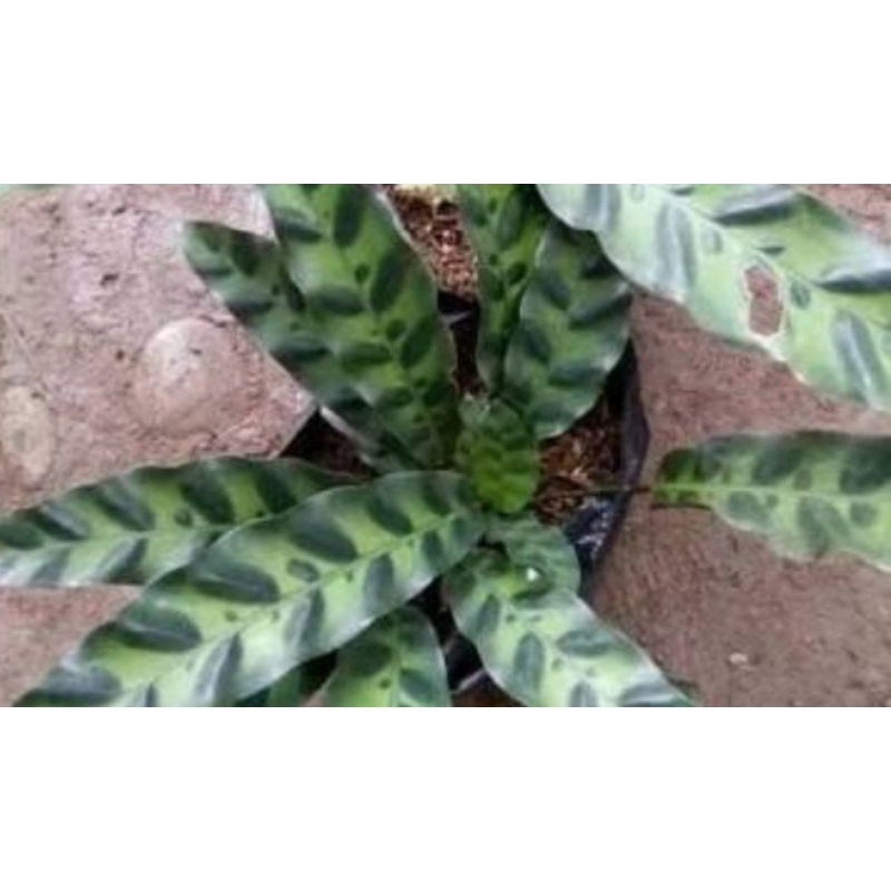 tanaman hias buntut ayam