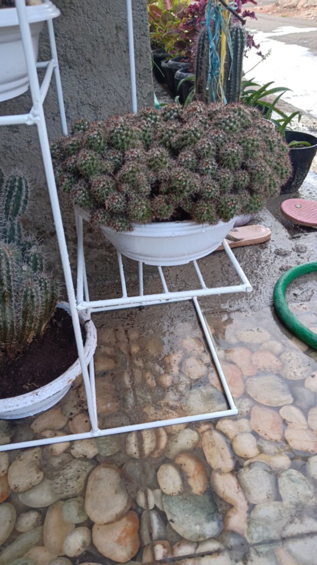 Bisa Cod 97. Pot Bonsai Ceper Putih Pendek 25 Cm- Pot Bunga Hias Putih Murah