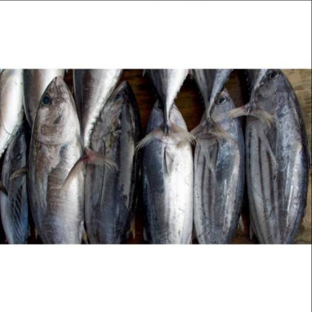

Ikan Tongkol Cakalang Segar Fresh Berkualitas