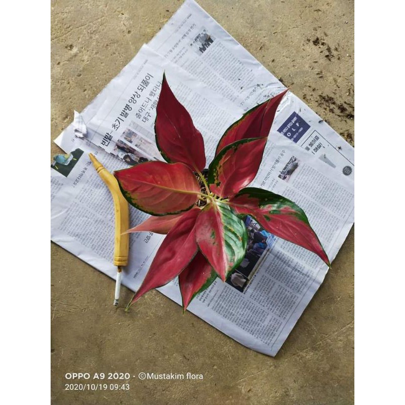 aglaonema red ayu