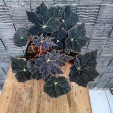 tanaman hias bigonia black velvet rimbun murah