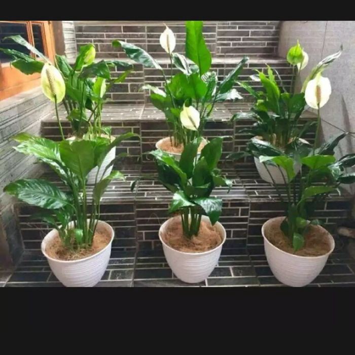 Tanaman hias peace lily pot - tanaman hias indoor - sepatu film