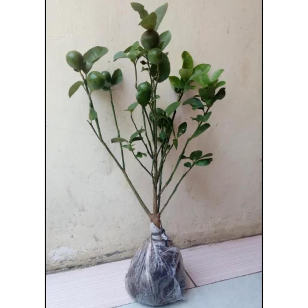 S3N4 O0# Bibit Pohon Jeruk Intan Kintan Sudah Berbuah Tanaman Buah Tabulampot Unik Ro* R01