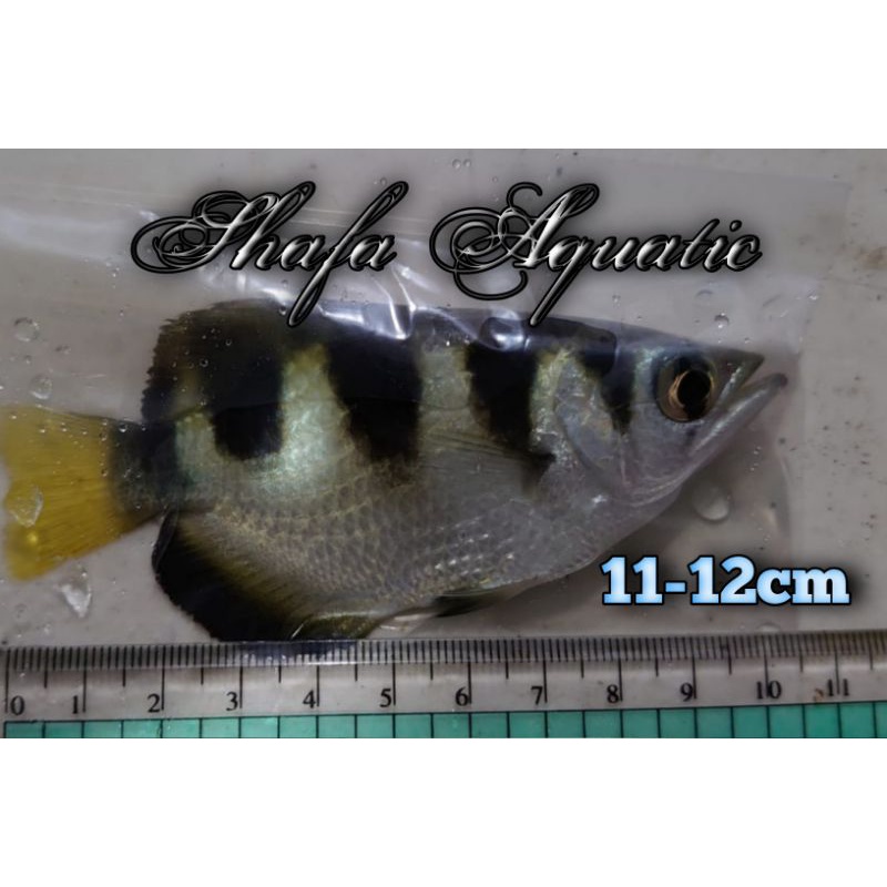 Archer fish_Ikan pemanah_Ikan sumpit_Ikan hias