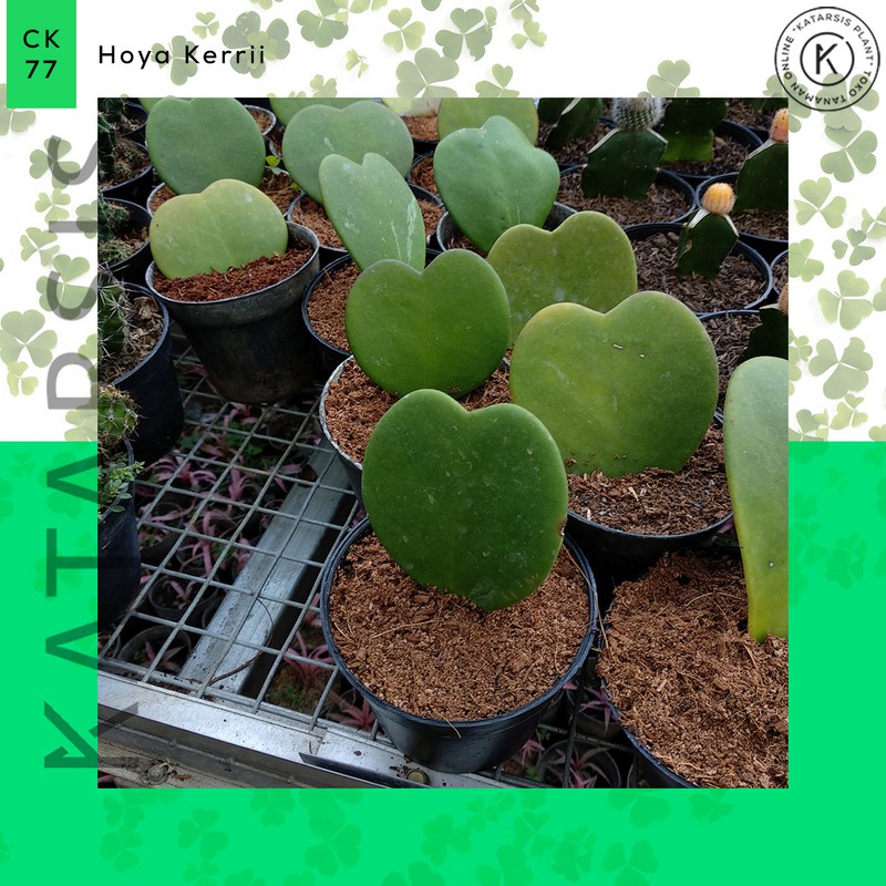 Tanaman sukulen hoya kerrii