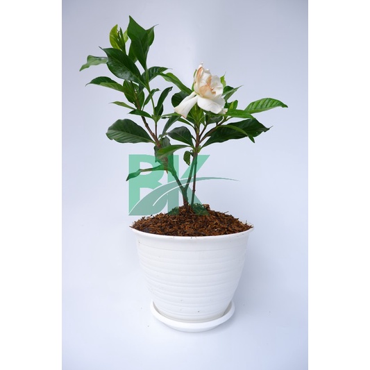 TANAMAN HIAS GARDENIA JASMINOIDES/KACA PIRING/CEPIRING - BAKUL KEMBANG