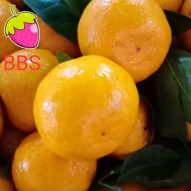 

Jeruk Santang Daun Manis Segar/Hrg per-1 kg