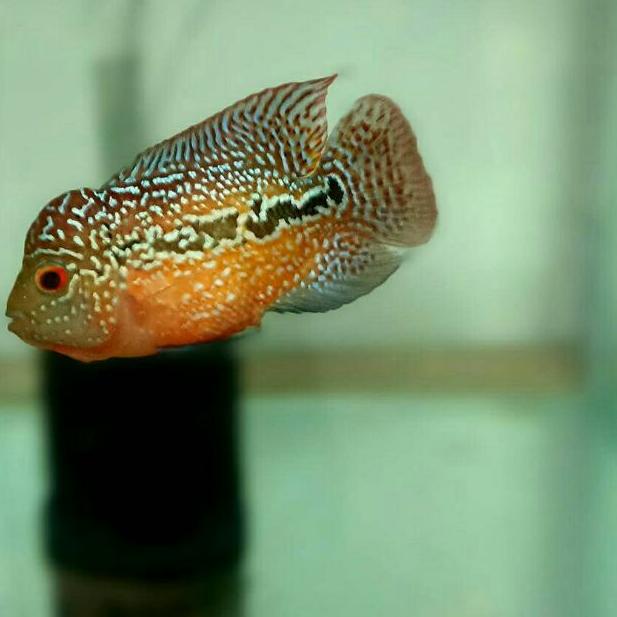 ☂ [Beli 2 Gratis 1] Ikan Louhan Kamfa F3 Jenong Uk ±6 cm ♣