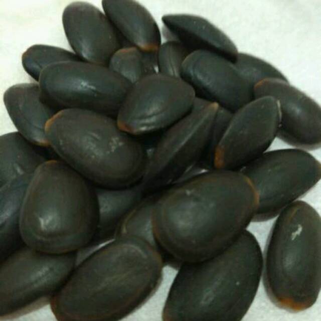 Biji Kedawung 1 KG