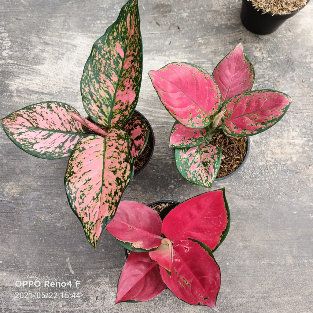 Bunga Aglonema Paket 3 Pohon (Lady Valentine, Red Anjamani dan Suksom)