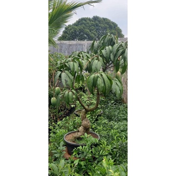 bonsai mangga kiojay berbuah