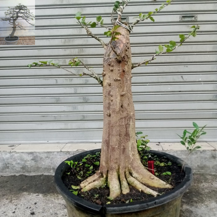 Tanaman Bonsai Rukem Bahan Prospek Foral Akar Keliling