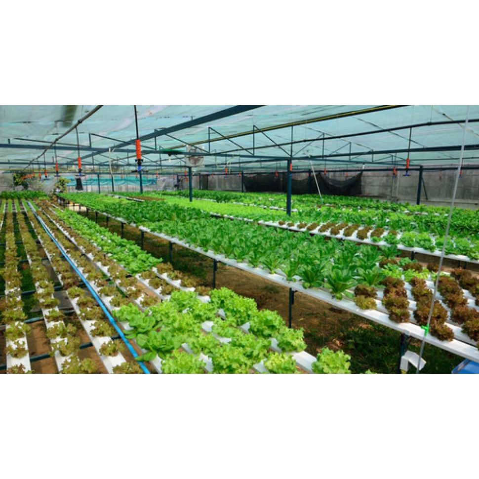 BENIH SAYURAN UNGGUL TERLENGKAP TERJANGKAU BIBIT KUBIS TOMAT SAWI TERONG CABE BUNCIS BAYAM KANGKUNG-4