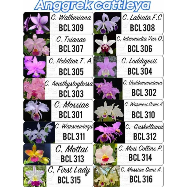 Tanaman Bibit Anggrek Cattleya Botol