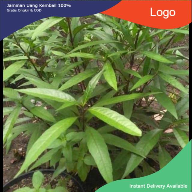 

Daun ganda rusa