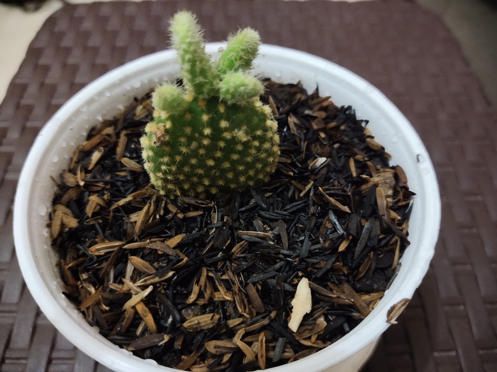 Sukulen Dan Kaktus Mini (echeveria ‘tippy’)