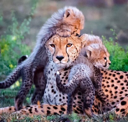 Goedankstorehrb026 Kenongo Hem Kemeja Batik Pria Lengan Panjang Katun Primis Premium Halus Mlxlxxl