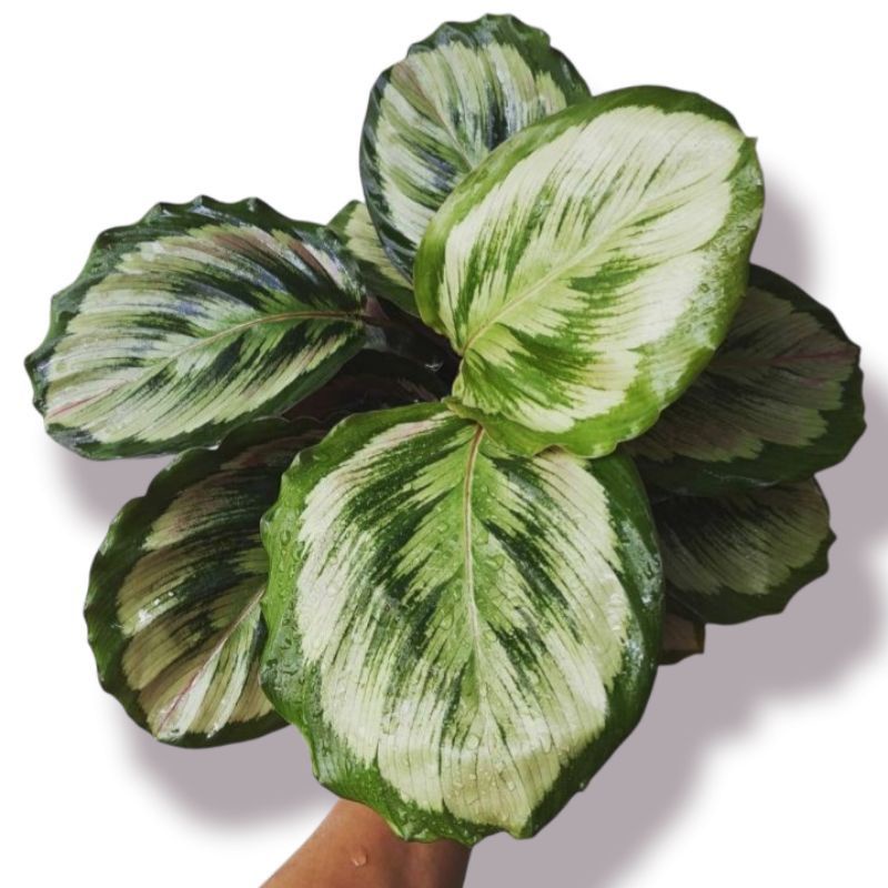 Calathea Medalion V2 Tanaman hias bunga Calathea Medalion V2 termurah best seller daun mulus / Calat