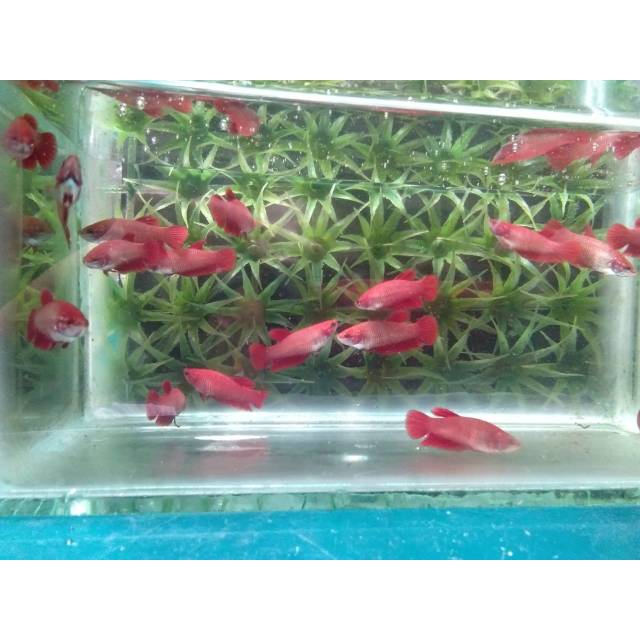 Cupang female bagan api