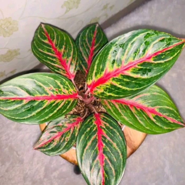 Bibit Bonggol Aglonema Red Borju