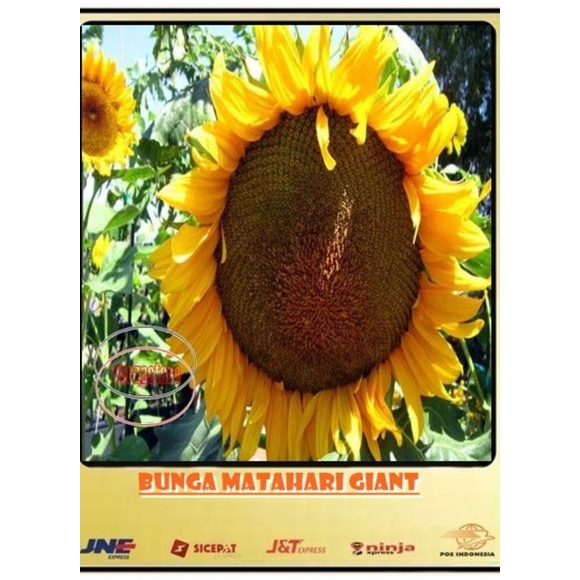 

biji/benih/bunga_matahari_giant,,/20biji