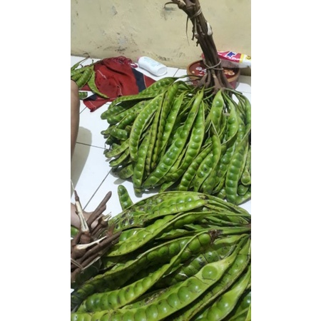 

PETE JUMBO SEGAR 1 PAPAN