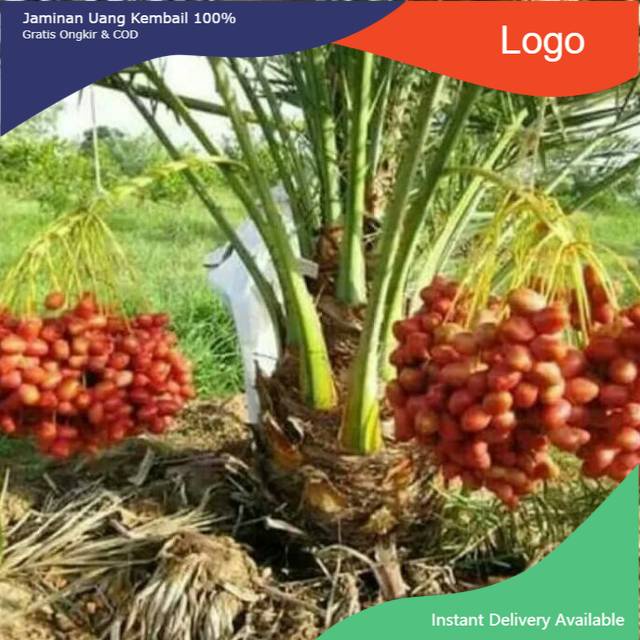 Bibit kurma betina kl 1 unggul