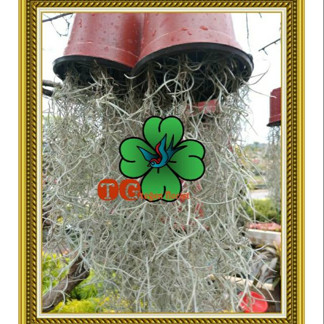 Tanaman hias - tanaman gantung jenggot musa