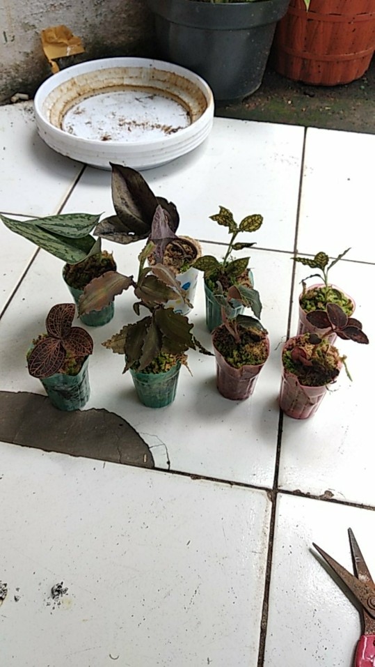 Anggrek Tanah Jewel Orchid/anoectochilus Rendwartii/anoectochilus Sp/macodes Petola