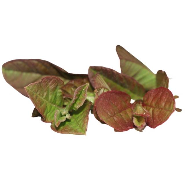 

DAUN JAMBU BIJI SEGAR 1KG