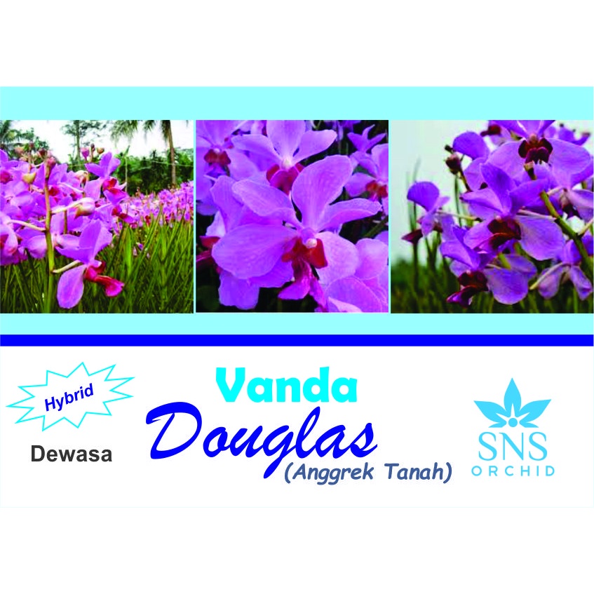 Vanda Douglas Dewasa Siap Bunga Anggrek Tanah Doglas Unik Cantik