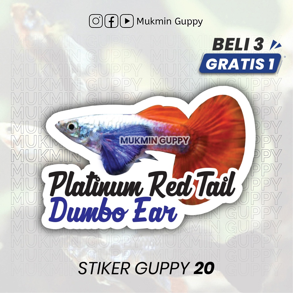 

Stiker Guppy (20) Platinum Red Tail Dumbo Ear