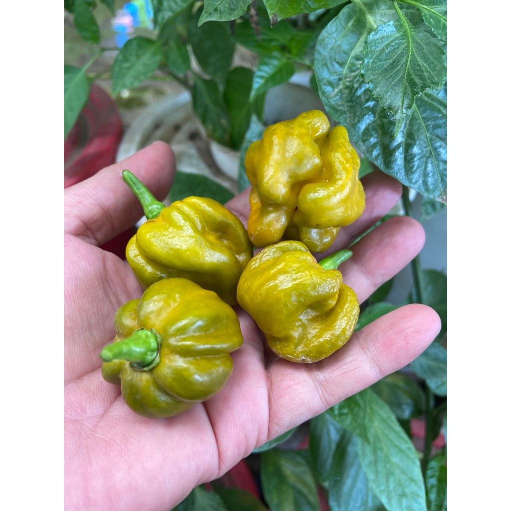 Benih Bibit Biji - Cabai 7 Pot Gigante Mustard Cabe Pepper Seeds