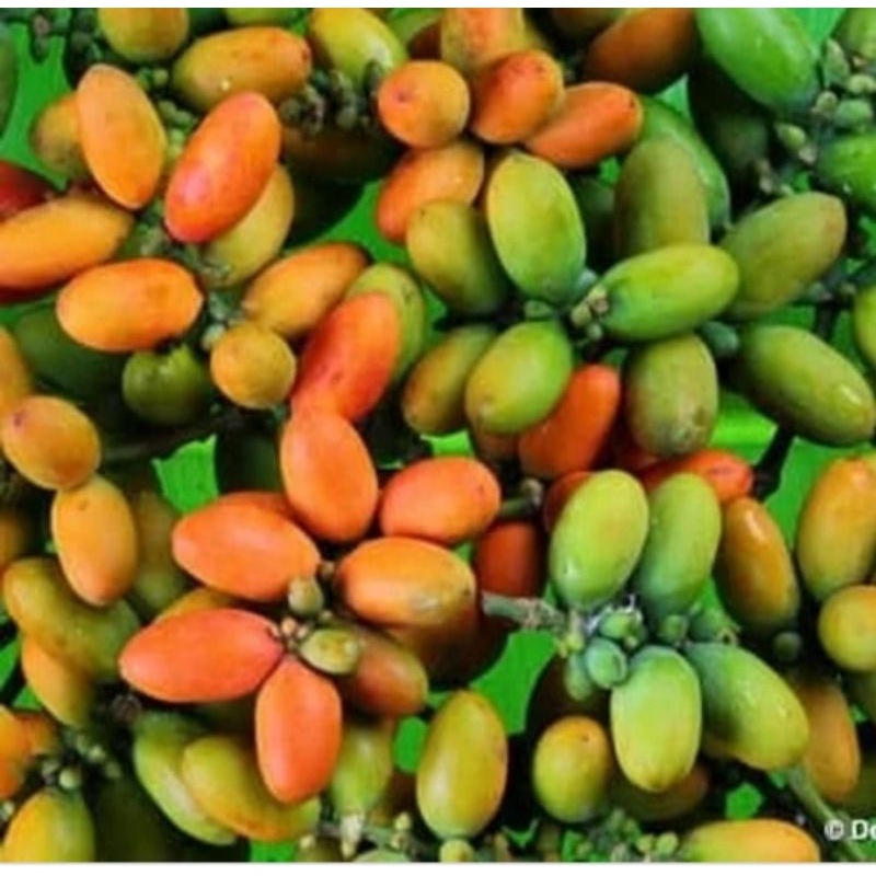 

Buah Melinjo/Sayur/250gram-500gram-1000gram