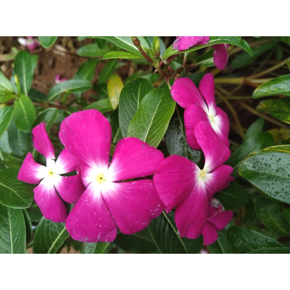 Benih Bibit Biji - Bunga Vinca Pink Tipe Tegak Flower Seeds - FRESH SEEDS