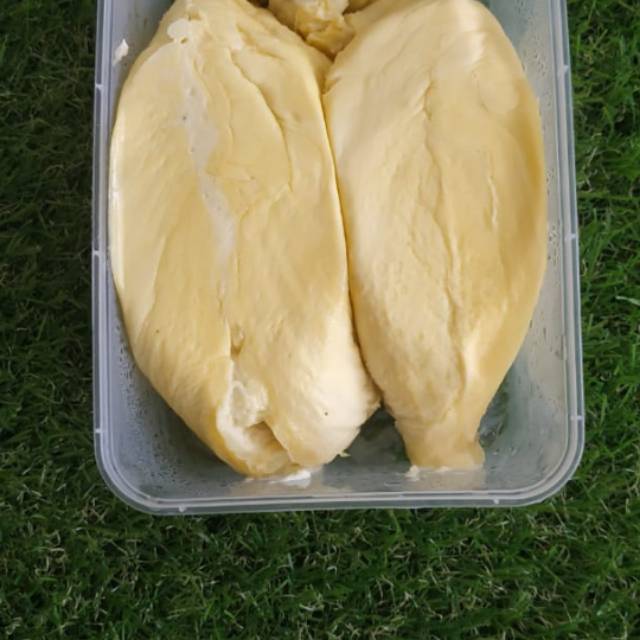 

duren montong isi tebal