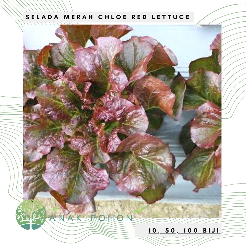 Benih Bibit Biji - Lettuce Chloe Red Selada Merah Seeds - Panen Dalam 38 Hari