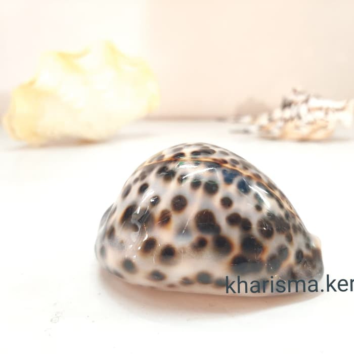 

Kerang Macan