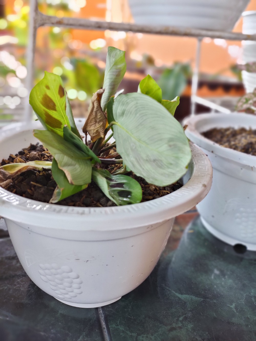 Tanaman Hias Calathea Levonero Rimbun Murah