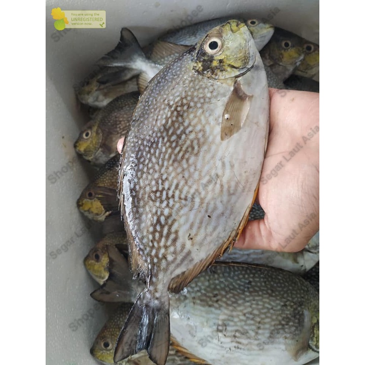 

Ikan Baronang Segar Ikan Baronang 1Kg Hasil Laut Segar