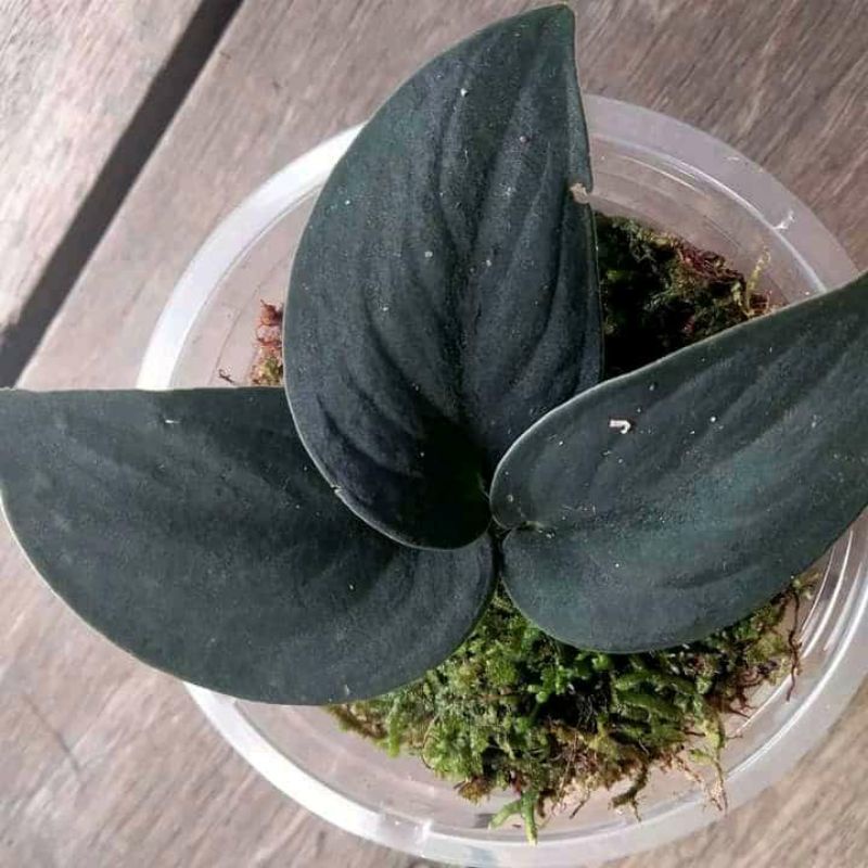 scindapsus Jade Satin