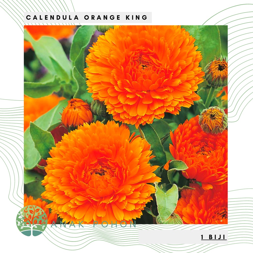 Jual Benih Bibit Biji Bunga Calendula Orange King Flower Seeds Import Shopee Indonesia