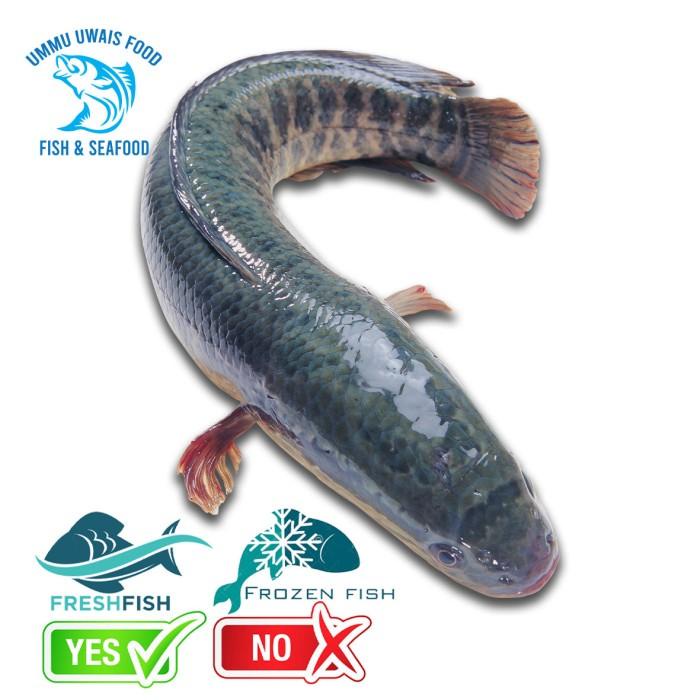

Fisho | Ikan Gabus Segar - 1 Kilogram Ready stock