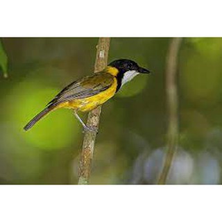 Burung Bimoli atau Kancilan Emas