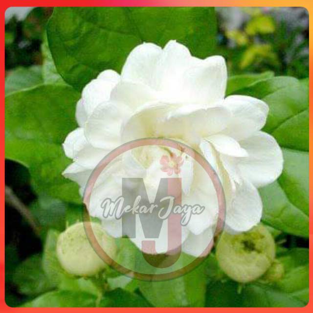 Bibit Bunga Melati Telur