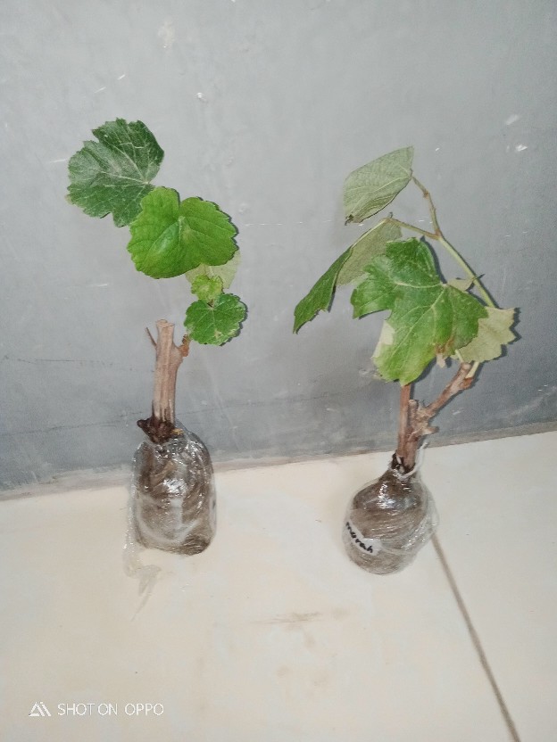 Tanaman Anggur Merah