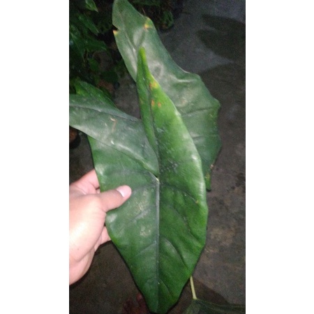 Alocasia Princeps Borneo