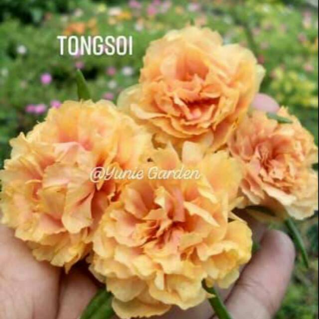 KROKOT IMPORT TONGSOI