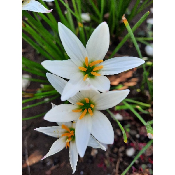 Rain Lily putih/ umbi bunga rain lily putih/ tanaman hias/ zephyranthes candida