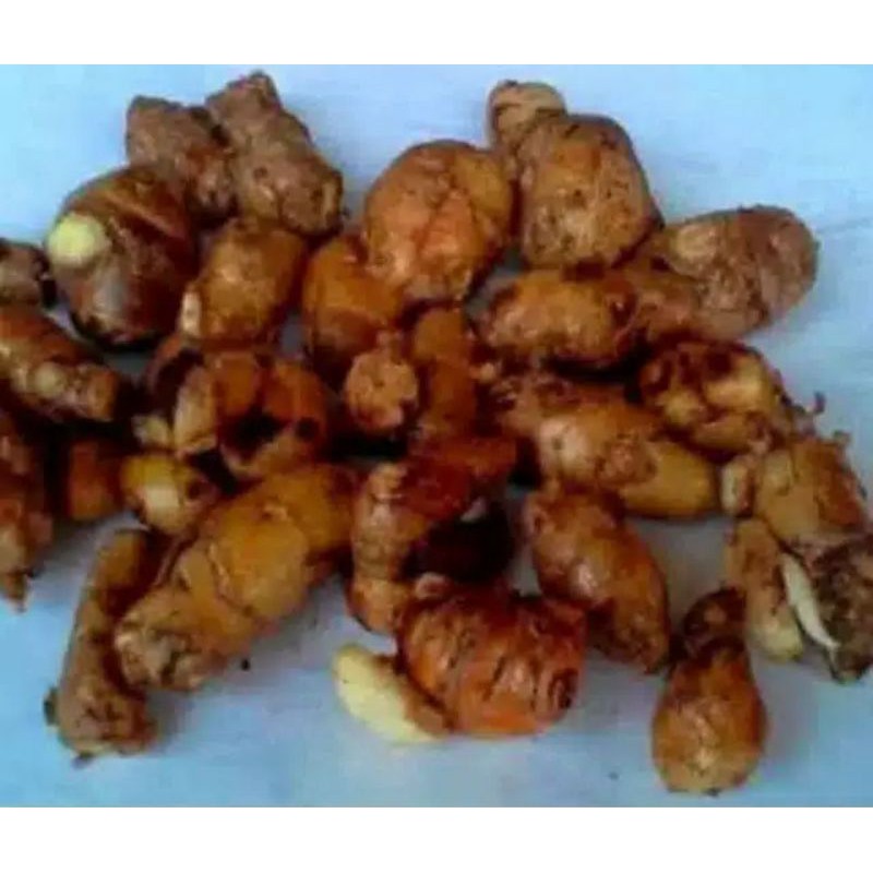 

bbit cikur per 1 pcs